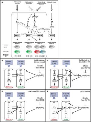 New Insights on the Regulation of Glucosinolate Biosynthesis via COP1 and DELLA Proteins in Arabidopsis Thaliana